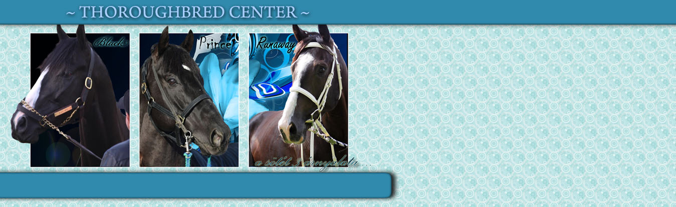 ♞ Thoroughbred Center ♞ .... For the best Thoroughbred's